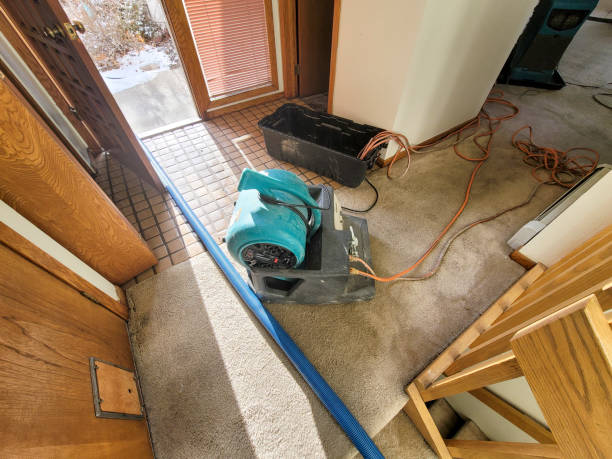 Best Mold removal after water damage  in Cecil Bishop, PA
