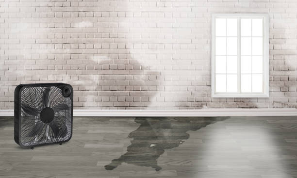 Best Water damage cleanup near me  in Cecil Bishop, PA